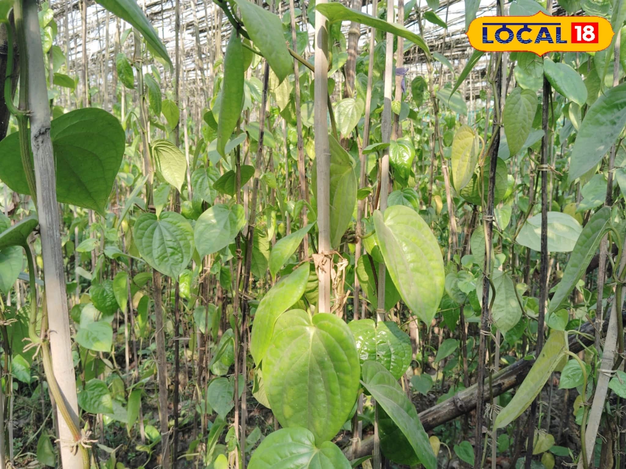 ৬০০ টাকাতেই কেল্লাফতে! পাটকাঠি-শেড নেটে সাফল্যের নতুন গল্প পানচাষে