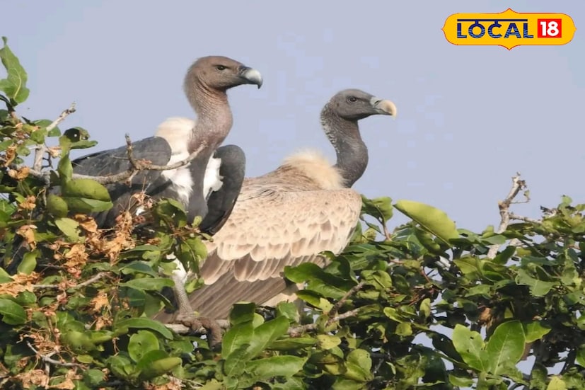 সুন্দরবনে পরিযায়ী পাখির সঙ্গে দেখা মিলল হোয়াইট রাম্পড ভালচার বা সাদা-পিঠের শকুন। সদ্য সমাপ্ত চতুর্থ বার্ড ফেস্টিভালে অংশগ্রহণকারীরা এই ভালচারের ছবি তুলেছেন। নেতিধোপানিতে দুটি হোয়াইট রাম্পড ভালচারকে গাছের মাথায় ডানা মেলে বসে থাকতে দেখা গিয়েছে। (ছবি ও তথ্য: নবাব মল্লিক)