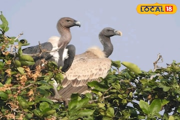 সুন্দরবনের পর্যটন কেন্দ্রে মিরাকেল ঘটনা! দেখা মিলল বিলুপ্তপ্রায় হোয়াইট রাম্পড ভালচার সুন্দরবনের পর্যটন কেন্দ্রে মিরাকেল ঘটনা! দেখা মিলল বিলুপ্তপ্রায় হোয়াইট রাম্পড ভালচার