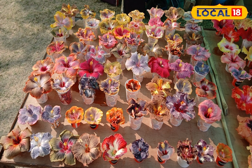 একসঙ্গে ১০০'র অধিক ভ্যারাইটি জবা, জেলায় প্রথম কাট আউট ফ্লাওয়ার শো! দেশি-বিদেশি প্রজাতির একশত অধিক জবা ফুলের প্রদর্শন হাওড়ায়। সাধারণ পুষ্প প্রদর্শনী আয়োজিত হলেও বৃহৎ আকারে এমন কাটআউট ফ্লাওয়ার শো এই প্রথম। (ছবি ও তথ্য: রাকেশ মাইতি )