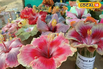 বাগানের জবাগাছে হঠাৎ পোকার হানা, ফুল শুকিয়ে যাচ্ছে...কী ভাবে গাছ ধরবে ফুলে ফুলে?