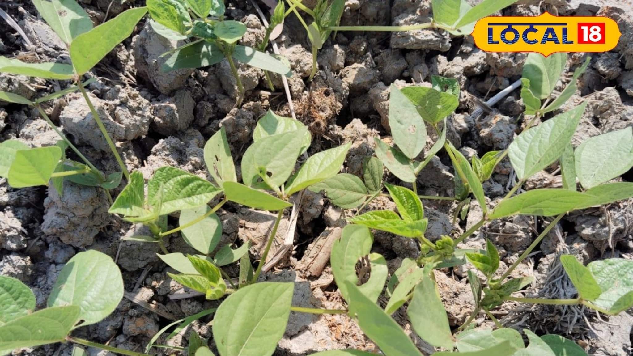 Agriculture News: ডাল চাষে আর লস নয়! সঠিক সময়ে সার প্রয়োগ ও জীবাণু সারের ব্যবহারে মিলবে বাম্পার ফলন