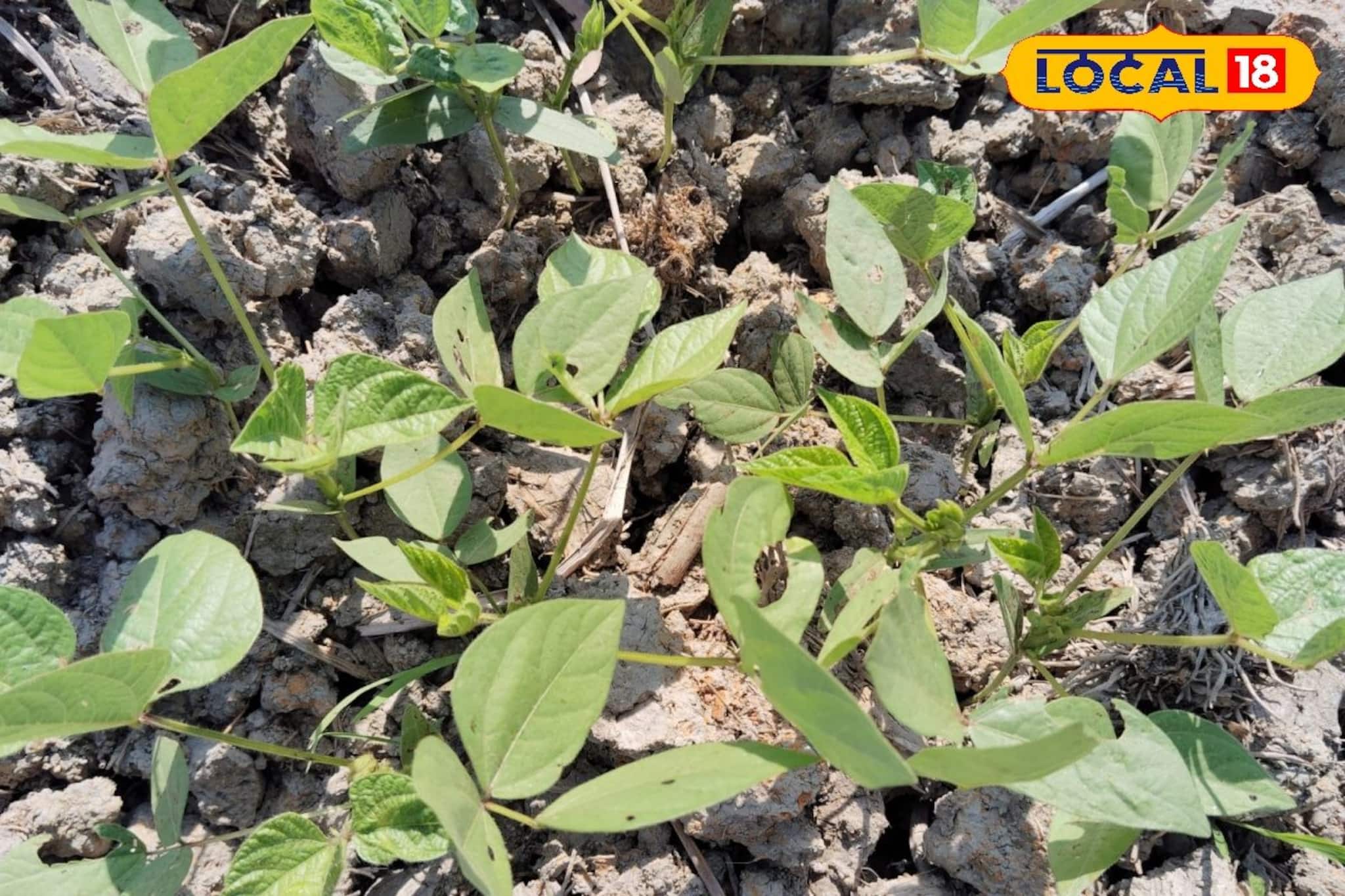 ডাল চাষে আর লস নয়! সঠিক সময়ে সার প্রয়োগ ও জীবাণু সারের ব্যবহারে মিলবে বাম্পার ফলন