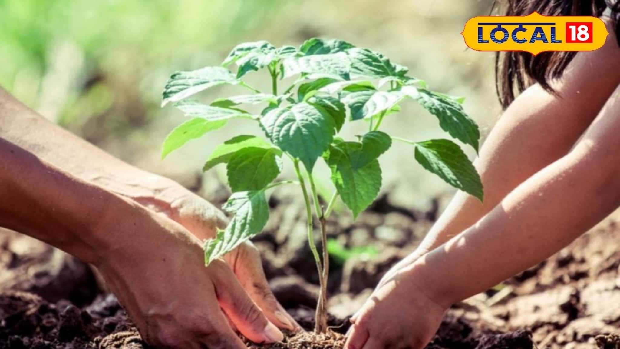 ভুল সময়ে গাছ লাগাচ্ছেন না তো? বাস্তু মতে জেনে নিন চারা রোপণের শুভ দিন ও ক্ষণ