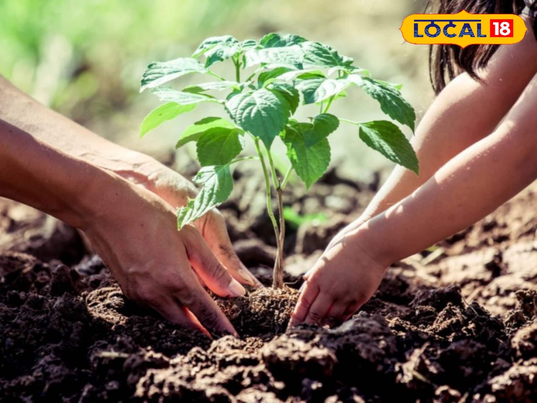 ভুল সময়ে গাছ লাগাচ্ছেন না তো? বাস্তু মতে জেনে নিন চারা রোপণের শুভ দিন ও ক্ষণ