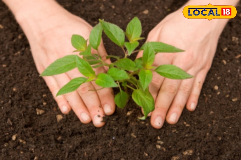 আপনি কি জানেন যে গাছের চারা রোপণের দিনটি বাস্তু শাস্ত্রের সাথেও ঘনিষ্ঠভাবে সম্পর্কিত। সাধারণত, মানুষজন যে কোনও সময় বাড়িতে গাছপালা রোপণ করে থাকেন। অথবা কেউ কেউ ঋতু দেখে গাছপালা রোপণ করেন। একই সময়ে, কিছু জন ওমনও রয়েছেন যাঁরা প্রতি ২-৩ মাসে একটি পুরানো গাছকে প্রতিস্থাপন করে এবং নতুন গাছপালা রোপণ করে থাকেন, বা একটি নতুন গাছ সংযোজন যুক্ত করে থাকেন।