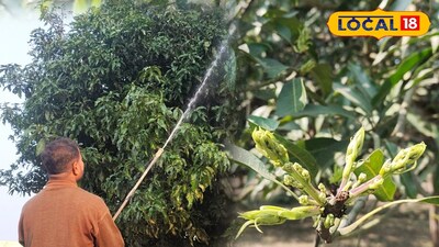 মালদহে আম গাছে স্প্রে