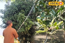 Mango Cultuvation: আম গাছে আগাম মুকুল? ফলন বাঁচাতে এই ৩টি ধাপে স্প্রে করার পরামর্শ বিশেষজ্ঞদের