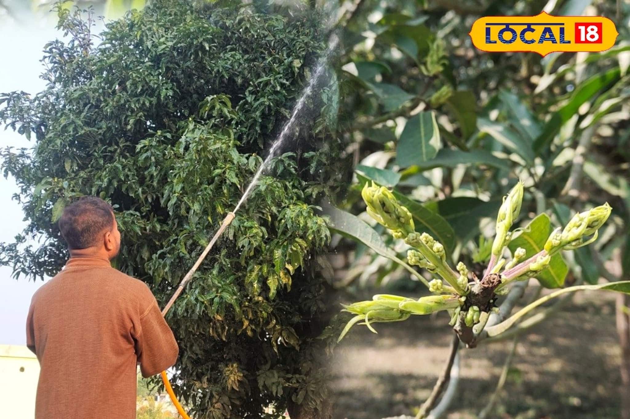 আম গাছে আগাম মুকুল? ফলন বাঁচাতে এই ৩টি ধাপে স্প্রে করার পরামর্শ বিশেষজ্ঞদের