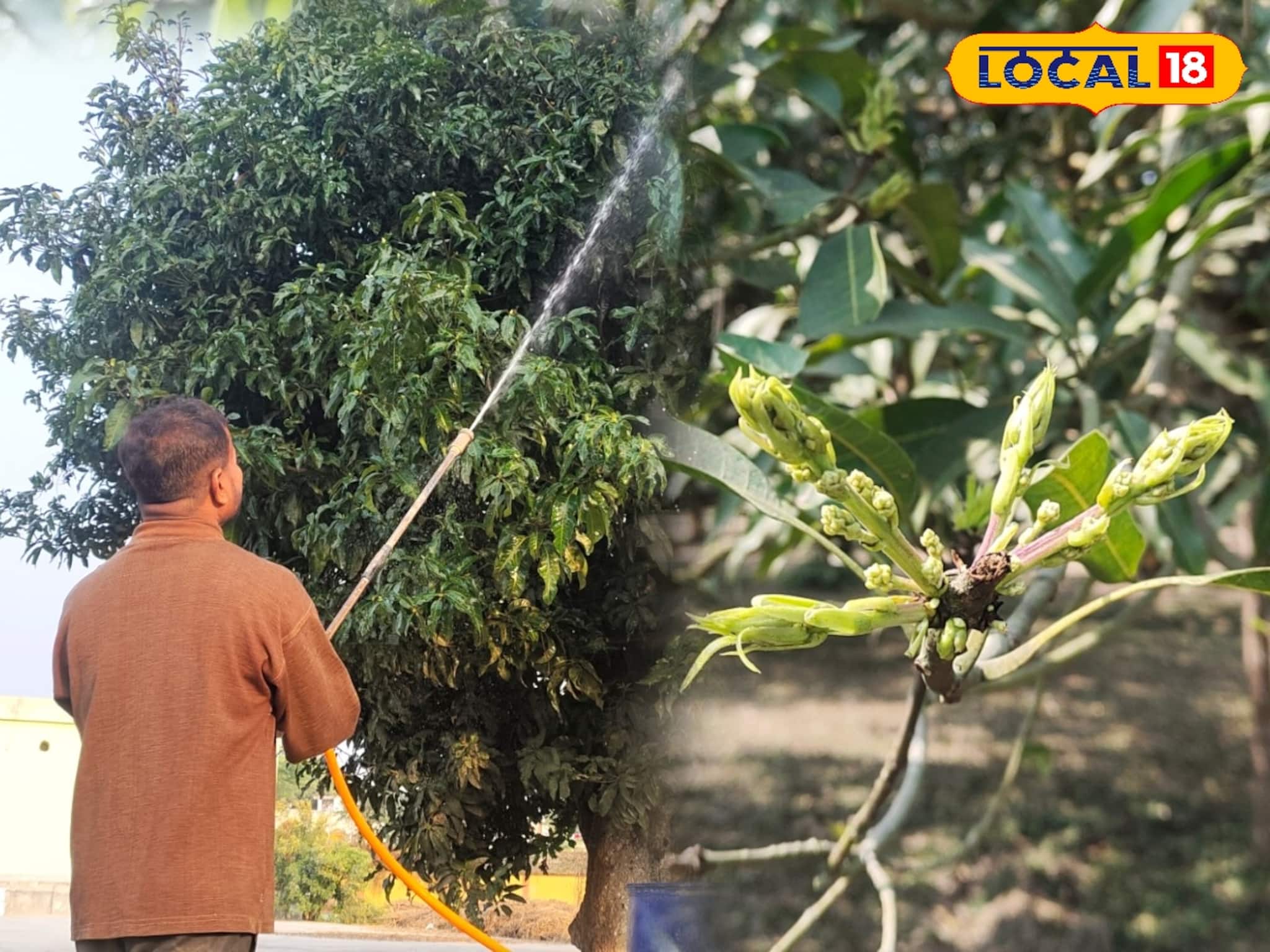 আম গাছে আগাম মুকুল? ফলন বাঁচাতে এই ৩টি ধাপে স্প্রে করার পরামর্শ বিশেষজ্ঞদের