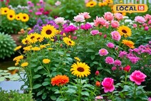 বাগান হবে 'স্বর্গ'...! শীত শেষে এই 'ফুলগাছ' লাগান, ১ মাসেই দেখুন 'ম্যাজিক'! রঙিন ফুলের সুনামি নামবে বসন্তে!