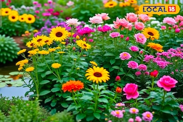 বাগান হবে 'স্বর্গ'...! শীত শেষে এই 'ফুলগাছ' লাগান, ১ মাসেই দেখুন 'ম্যাজিক'!