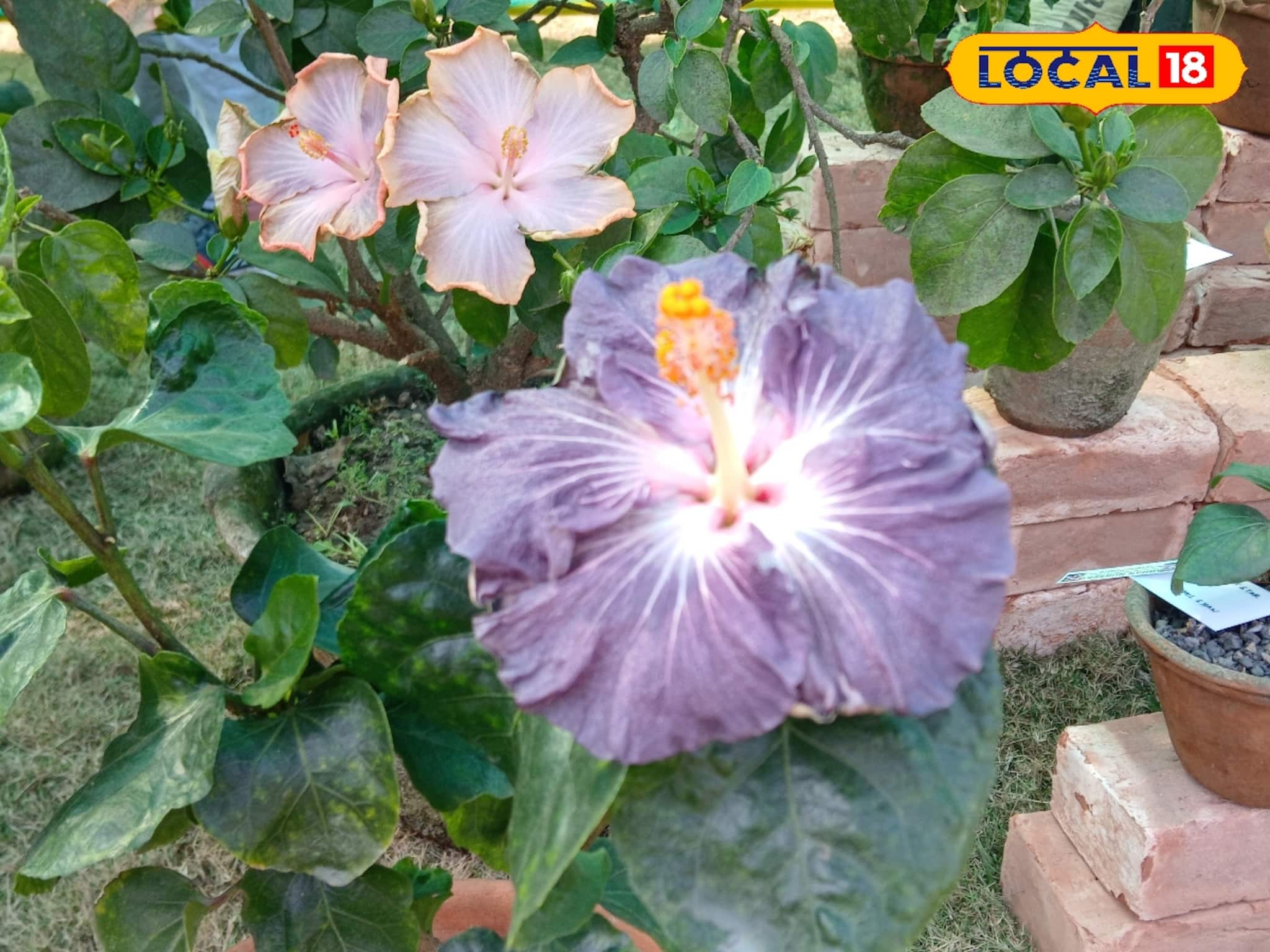 এই ছোট্ট 'উপায়' দেখাবে জাদু...! জবা গাছে 'একচিমটি' দিলেই কামাল! ফুলে ফুলে চোখ ধাঁধাবে