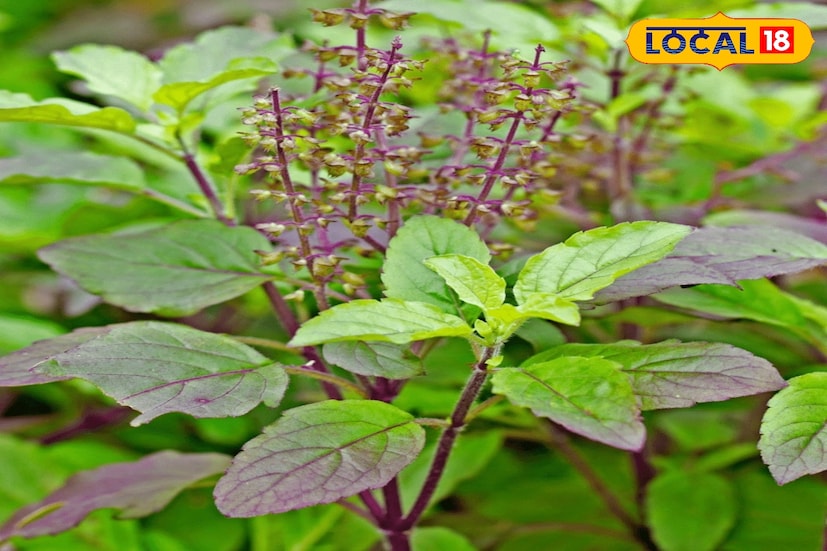  তুলসী গাছ পবিত্র গাছ হিসাবে মনে করেন সনাতনী ধর্মের মানুষেরা। তবে অনেকেই জানেন না এই গাছ কোথায় লাগানো প্রয়োজন এবং কোন নিয়ম মেনে এই গাছে হাত দেওয়া বা স্পর্শ করা প্রয়োজন। আর এই বিষয়ে আমাদের জানিয়েছেন বিশিষ্ট বাস্তুশাস্ত্র বিশেষজ্ঞ উৎপল বিশ্বাস। তুলসী গাছের যেমন ভেষজ গুণ রয়েছে ঠিক তেমনই শাস্ত্র মতেও এই গাছের গুরুত্বর তুলনা হয়না। (ছবি ও তথ্য: সৌভিক রায়)