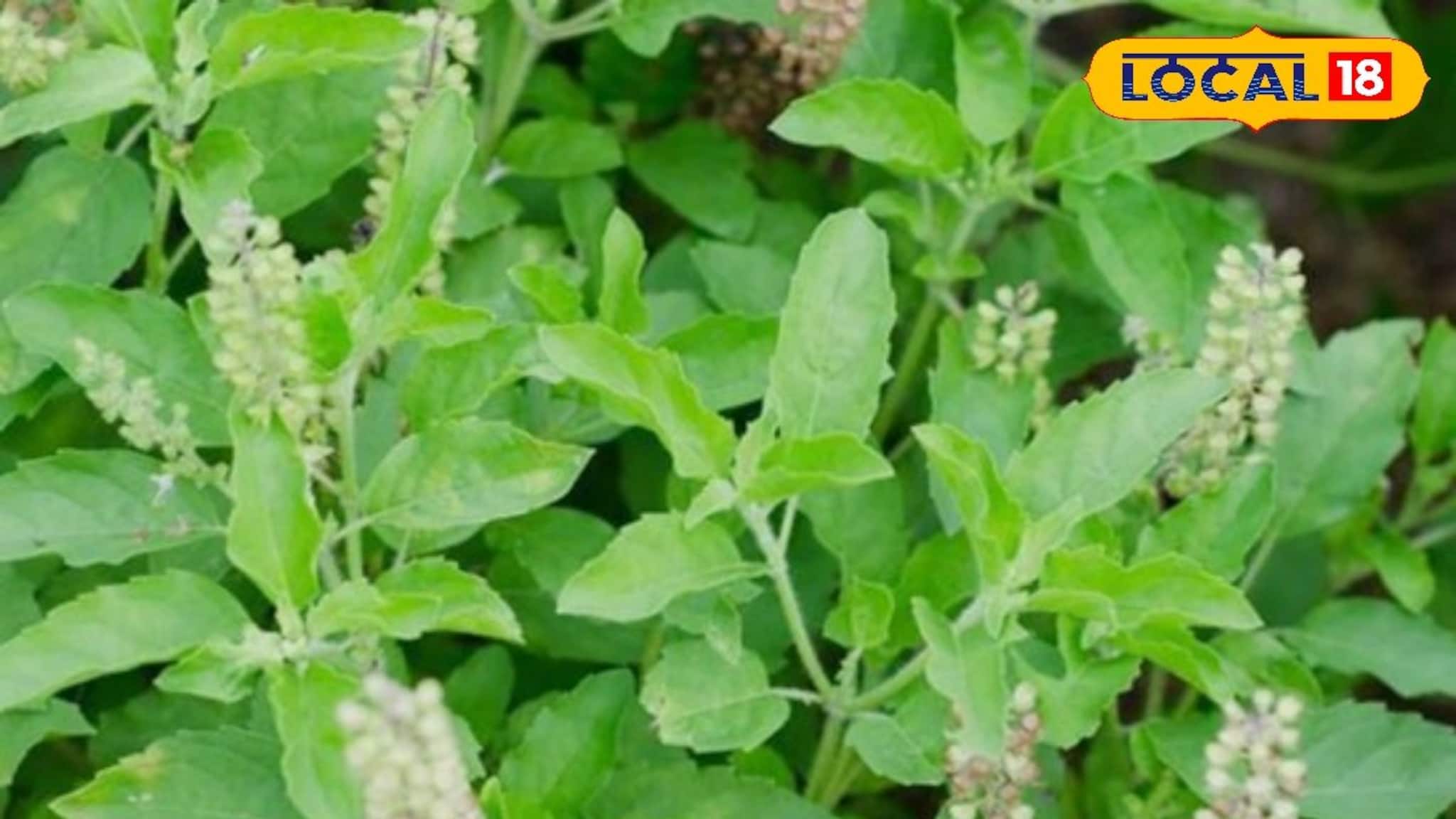 উত্তর না কি পূর্ব? ফ্ল্যাট বা বাড়িতে তুলসী গাছ রাখার সেরা জায়গা কোনটি? না জানলে বিপদ