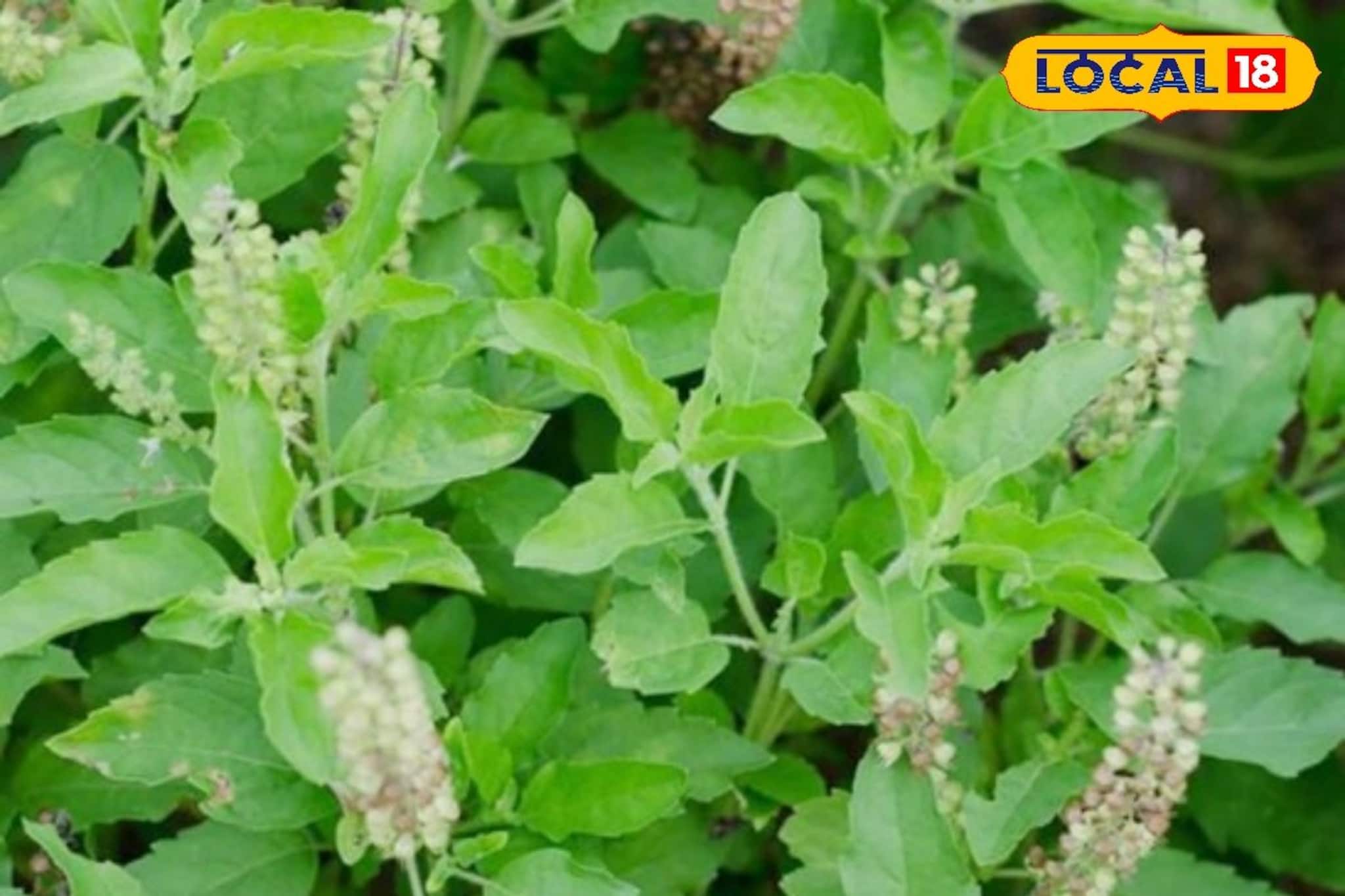 উত্তর না কি পূর্ব? ফ্ল্যাট বা বাড়িতে তুলসী গাছ রাখার সেরা জায়গা কোনটি? না জানলে বিপদ