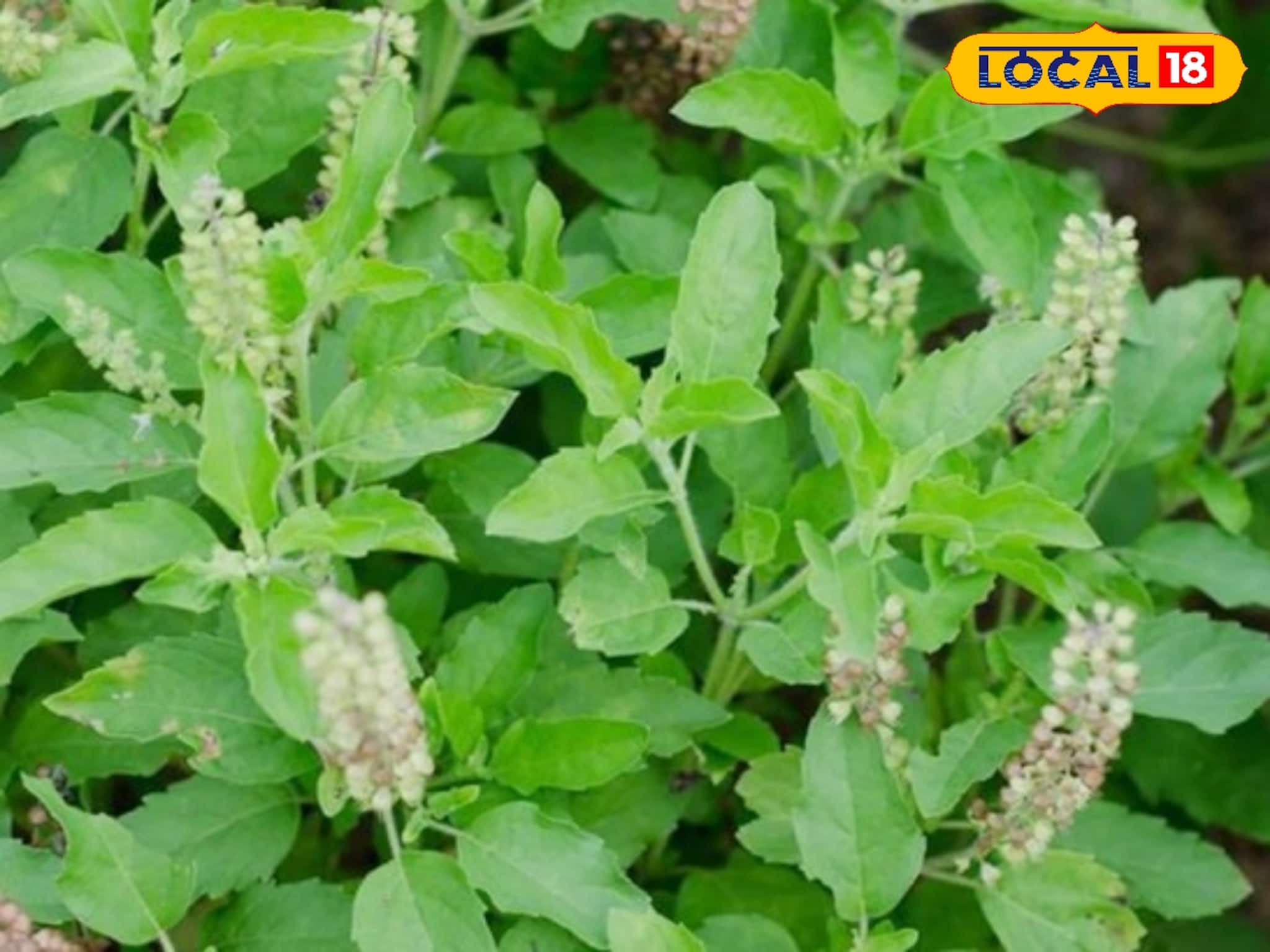 উত্তর না কি পূর্ব? ফ্ল্যাট বা বাড়িতে তুলসী গাছ রাখার সেরা জায়গা কোনটি? না জানলে বিপদ