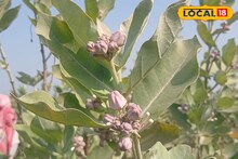 Money Making Tips: অযত্নে বেড়ে ওঠা আকন্দই এখন 'লক্ষ্মী', একবার চারা লাগালেই কেল্লাফতে! বছরের পর বছর ফলন দিয়ে পকেট ভরাচ্ছে