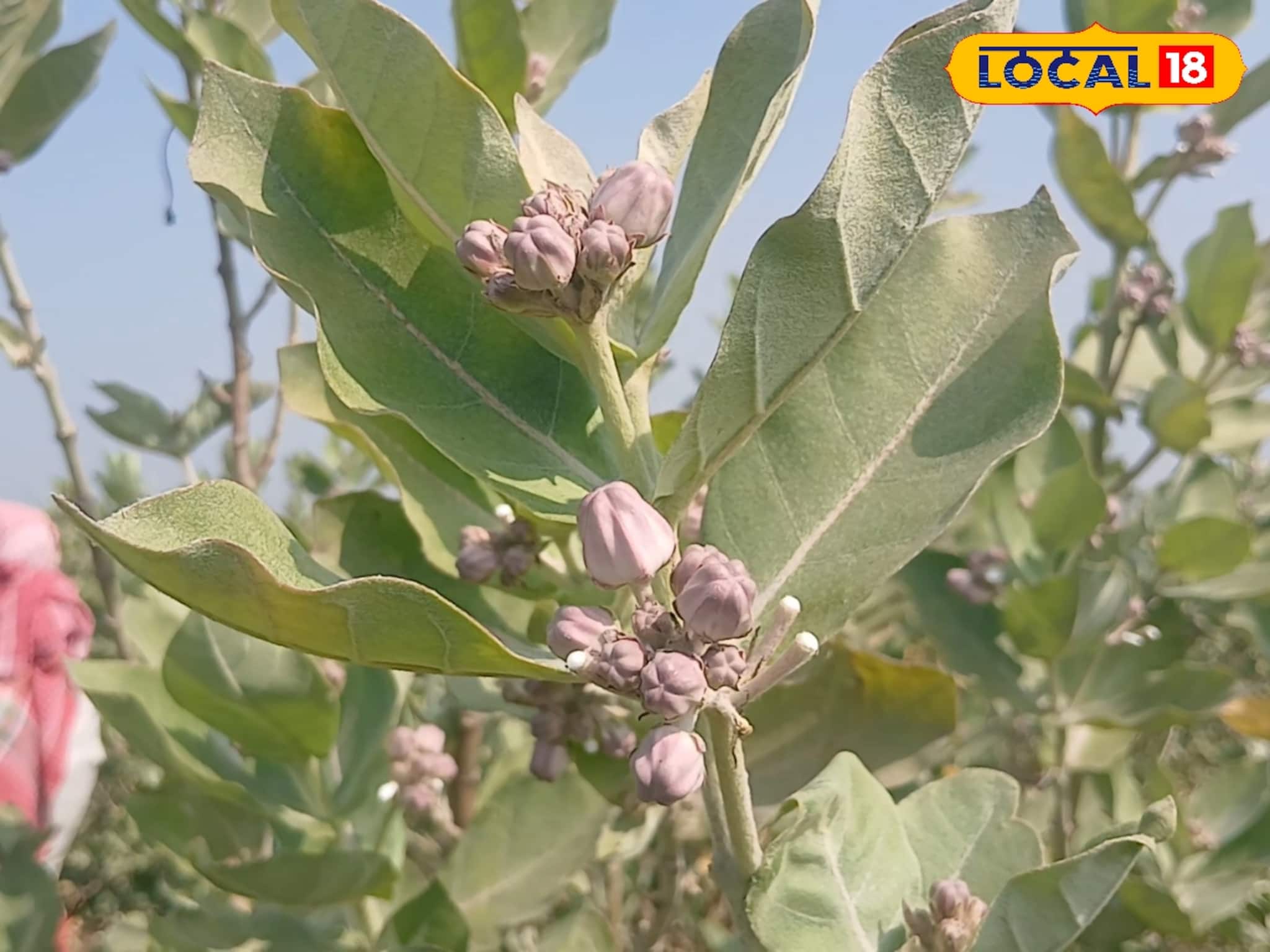 Money Making Tips: অযত্নে বেড়ে ওঠা আকন্দই এখন 'লক্ষ্মী', একবার চারা লাগালেই কেল্লাফতে! বছরের পর বছর ফলন দিয়ে পকেট ভরাচ্ছে