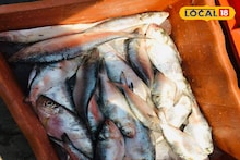 Ilish Fish: শীতের মরশুমে টাটকা ইলিশ! মুড়িগঙ্গায় মিলছে পেল্লাই সাইজ, কেজি প্রতি মিলছে কত দামে? জানুন