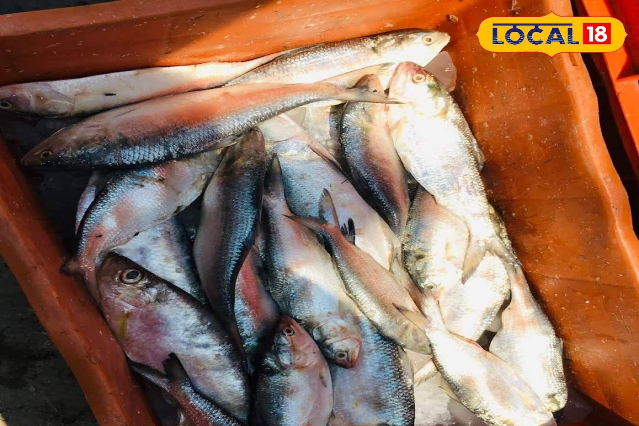 শীতের মরশুমে টাটকা ইলিশ! মুড়িগঙ্গায় মিলছে পেল্লাই সাইজ, কেজি প্রতি মিলছে কত দামে?