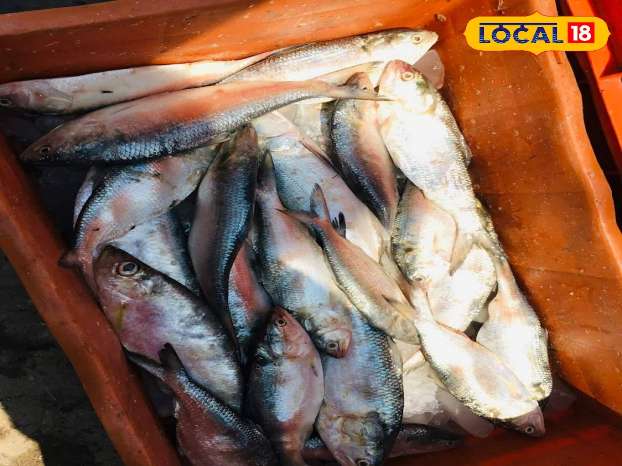 শীতের মরশুমে টাটকা ইলিশ! মুড়িগঙ্গায় মিলছে পেল্লাই সাইজ, কেজি প্রতি মিলছে কত দামে?