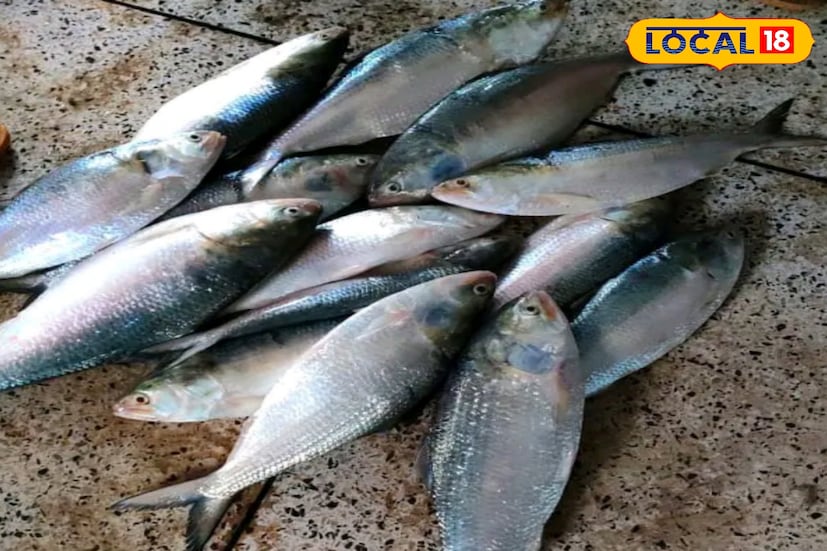 এবার শীতের মরশুমে সবাইকে অবাক করে দিয়ে মুড়িগঙ্গায় মৎস্যজীবীদের জালে পড়ছে পেল্লাই সাইজের ইলিশ। সেই ইলিশ ইতিমধ্যে মৎস্যজীবীরা মহানন্দে নিয়ে উপকূলের ঘাট গুলিতে ফিরে এসেছে। পূর্ণিমার কোটালের পর এই ইলিশ এসেছে মৎস্যজীবীদের জালে। (ছবি ও তথ্য: নবাব মল্লিক) 