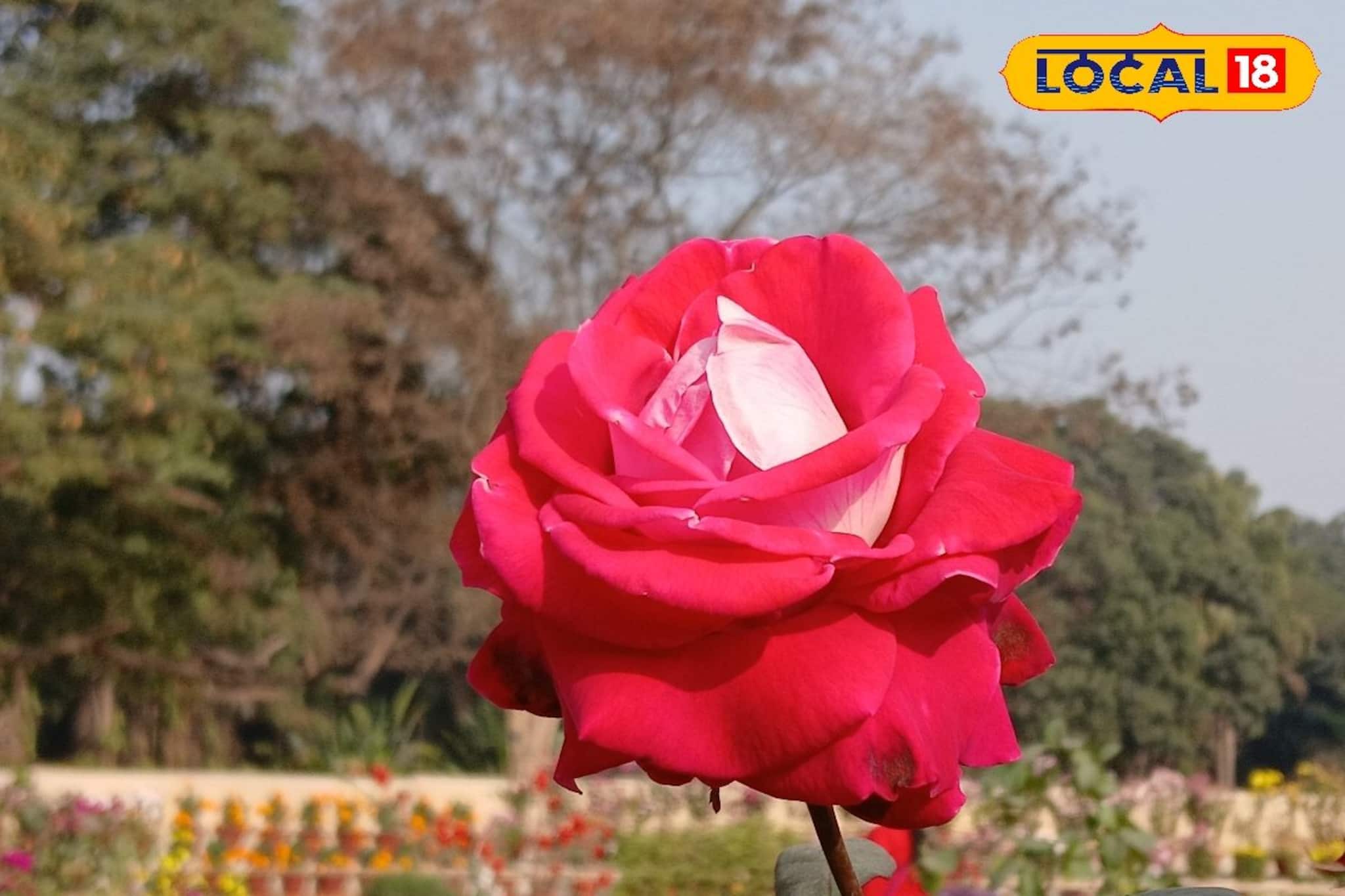 এই গোপালের নাম 'নেতাজি'! আপনি কি হাতে নিয়েছেন কখনও এই ফুল? দেখে চিনে নিন! এই গোপালের নাম 'নেতাজি'! আপনি কি হাতে নিয়েছেন কখনও এই ফুল? দেখে চিনে নিন!