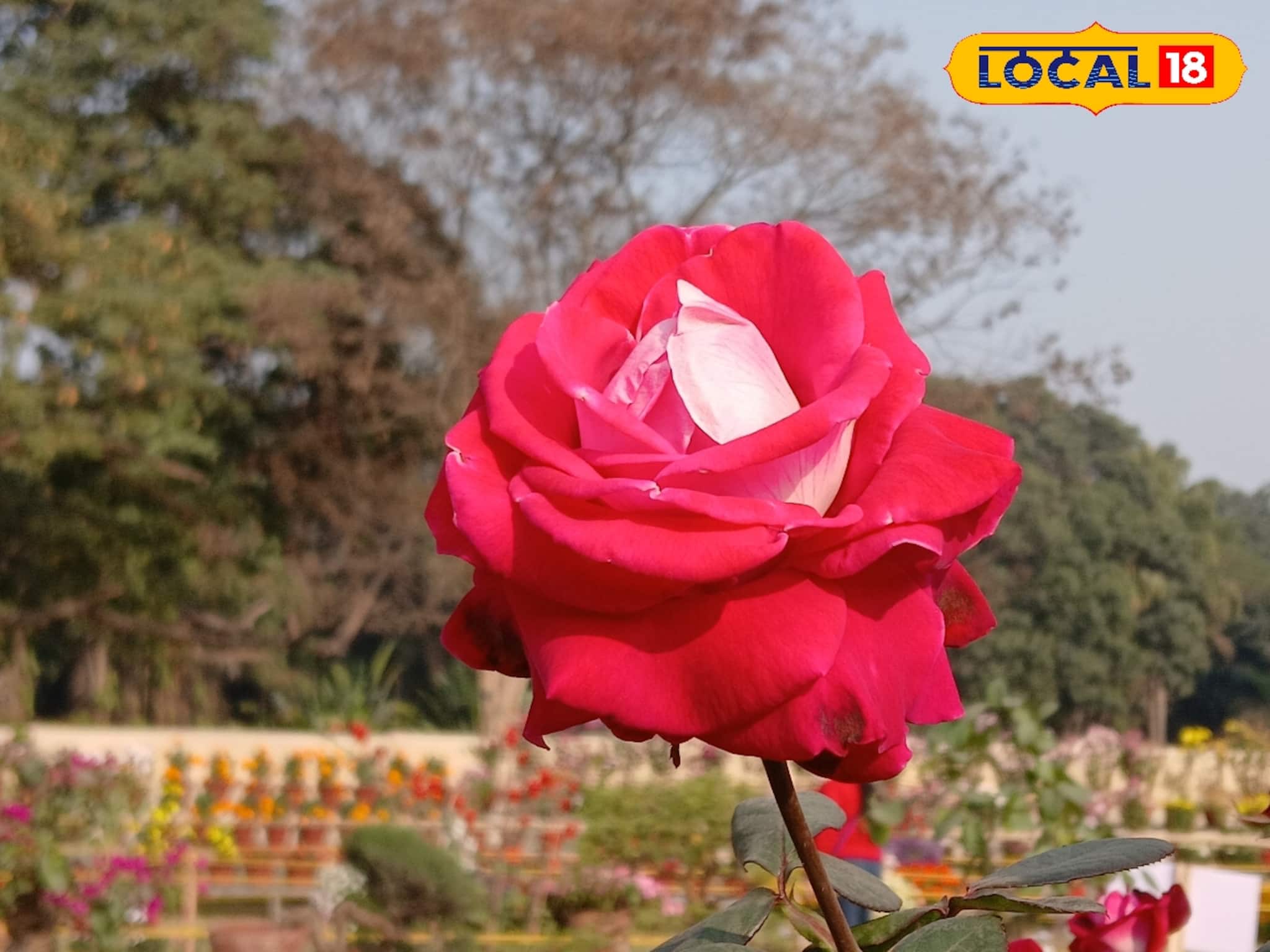 এই গোলাপের নাম 'নেতাজি'! আপনি কি হাতে নিয়েছেন কখনও এই ফুল? দেখে চিনে নিন!