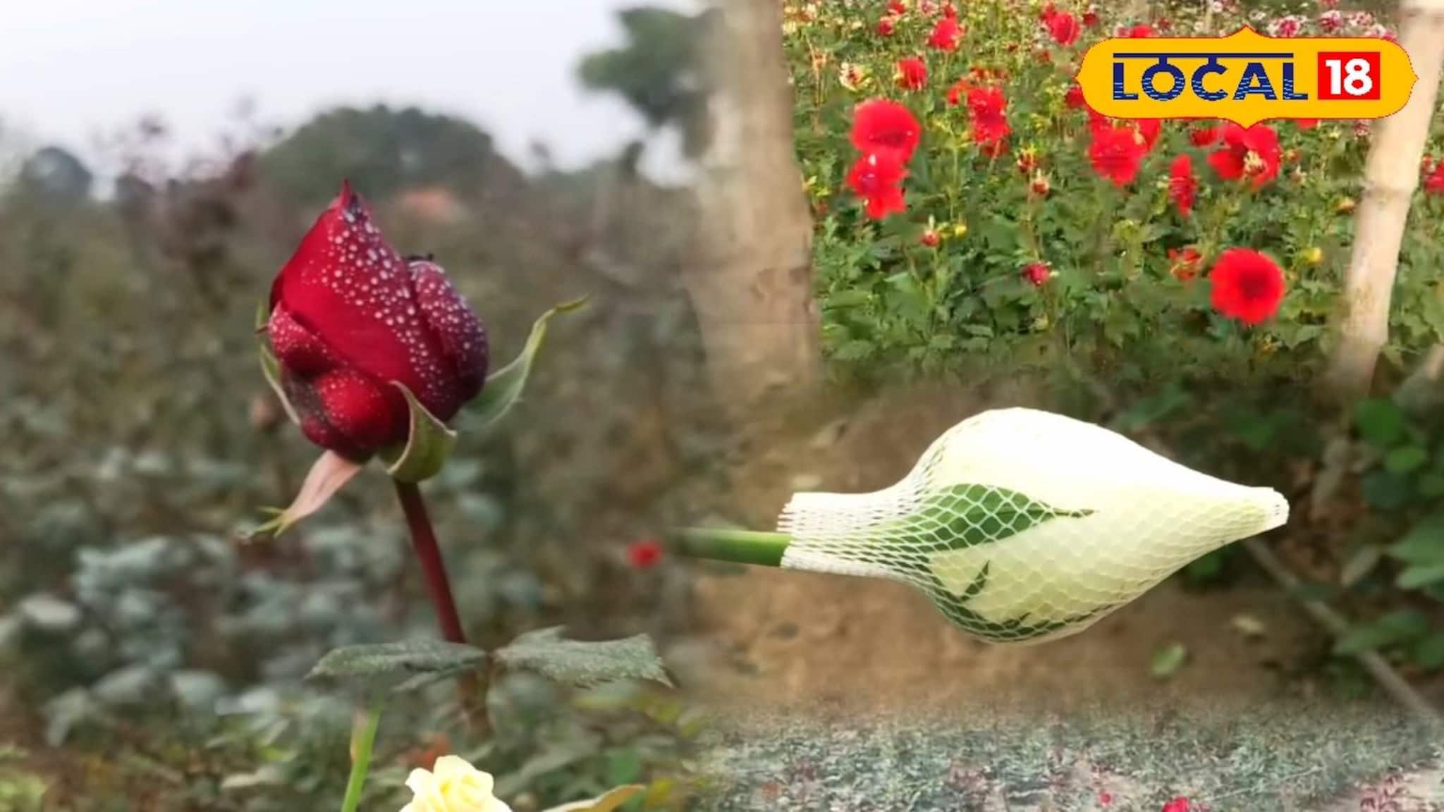 এ যেন এক টুকরো ফুলের উপত্যকা, ফুল চাষেই হচ্ছে মোটা আয়, স্বনির্ভরতার পথ দেখাচ্ছেন অসীম