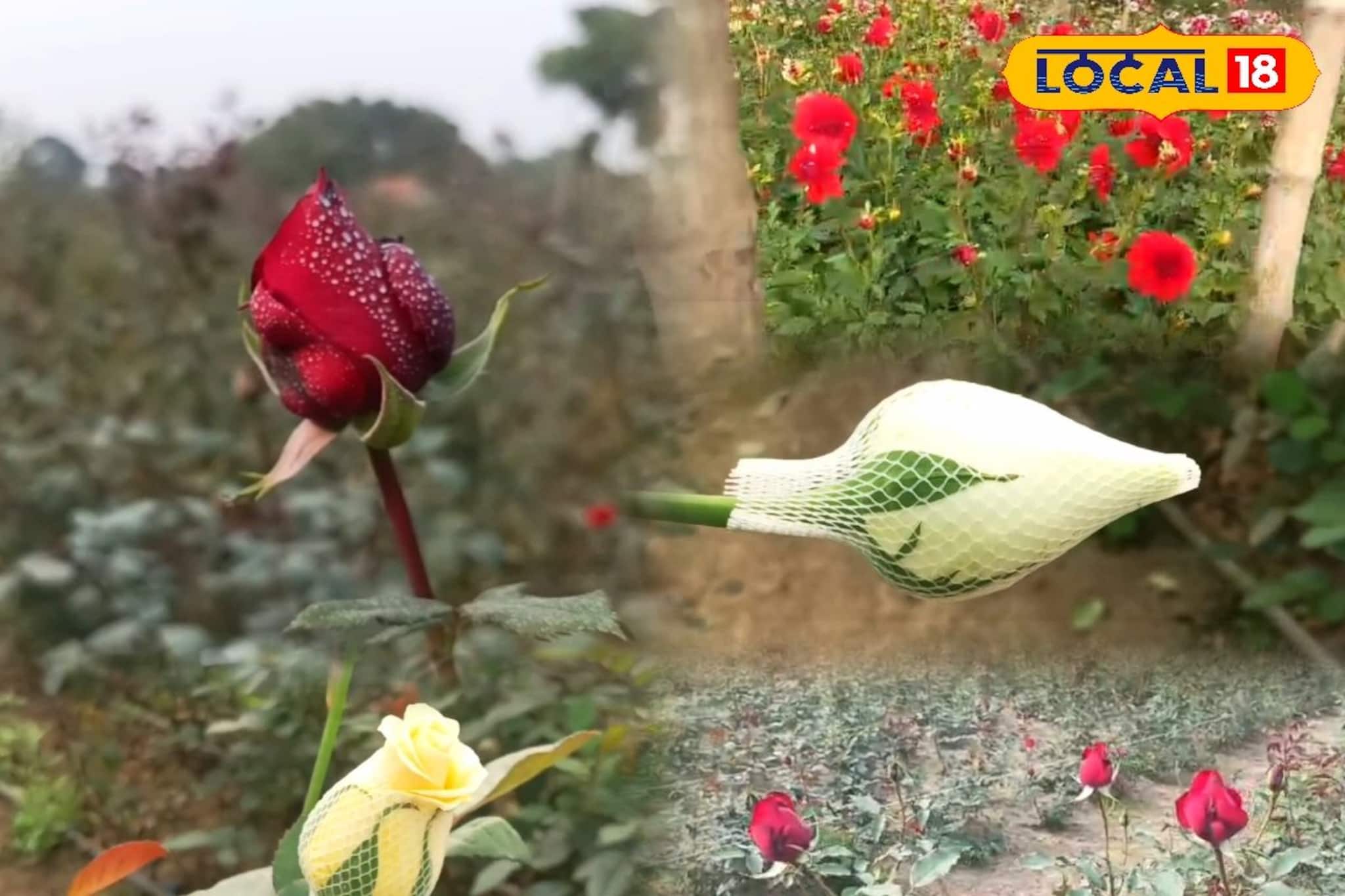 এ যেন এক টুকরো ফুলের উপত্যকা, ফুল চাষেই হচ্ছে মোটা আয়, স্বনির্ভরতার পথ দেখাচ্ছেন অসীম এ যেন এক টুকরো ফুলের উপত্যকা, ফুল চাষেই হচ্ছে মোটা আয়, স্বনির্ভরতার পথ দেখাচ্ছেন অসীম