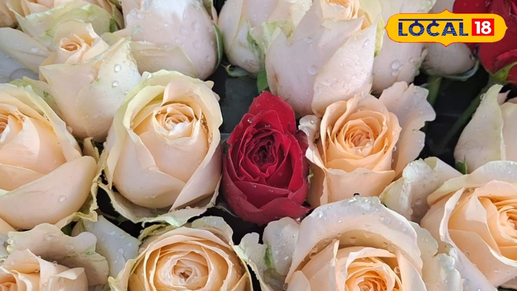 শনিবার থেকেই শুরু 'প্রেমের মরশুম', কাজেই গোলাপ মাস্ট! কোন রং-এর গোলাপের কী মানে? দাম কত?