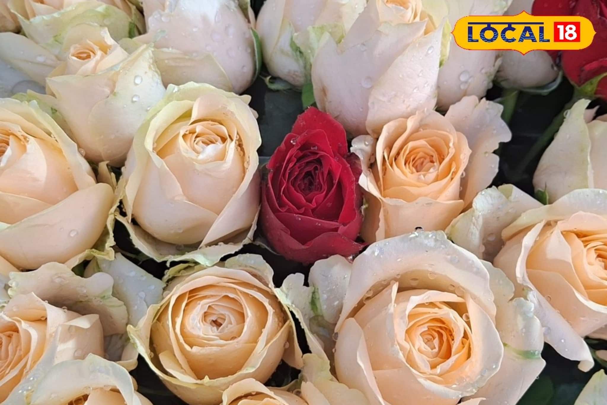 শনিবার থেকেই শুরু 'প্রেমের মরশুম', কাজেই গোলাপ মাস্ট! কোন রং-এর গোলাপের কী মানে? দাম কত? শনিবার থেকেই শুরু 'প্রেমের মরশুম', কাজেই গোলাপ মাস্ট! কোন রং-এর গোলাপের কী মানে? দাম কত?