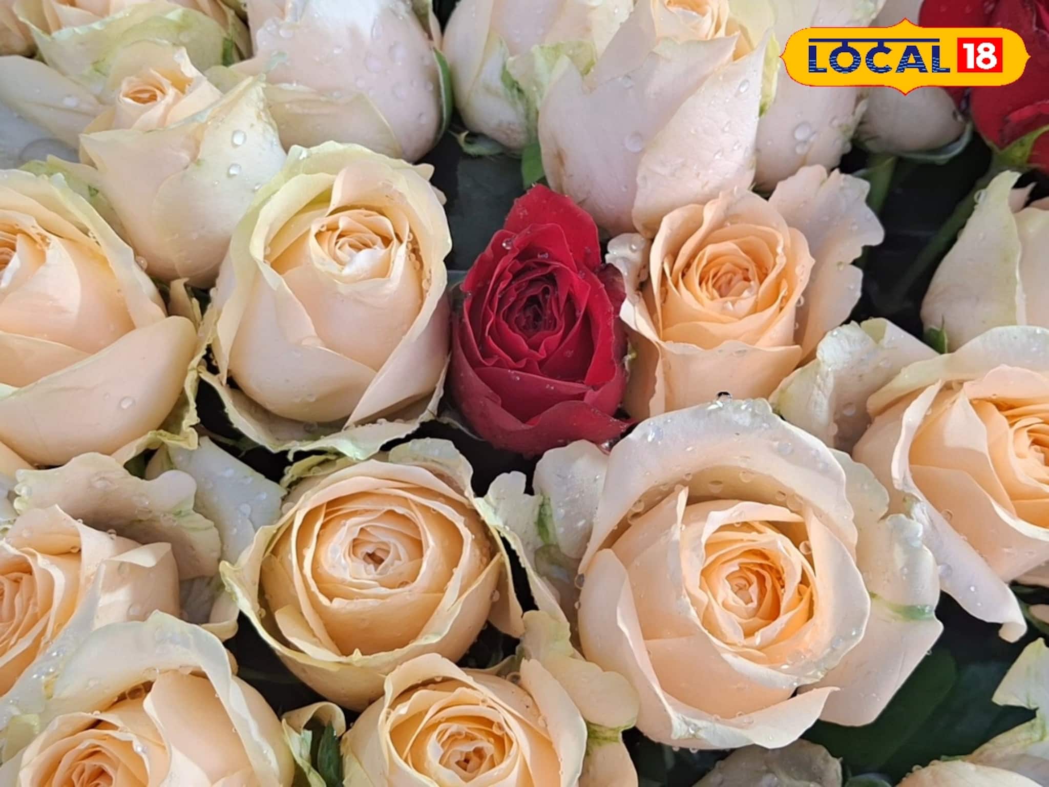 শনিবার থেকেই শুরু 'প্রেমের মরশুম', কাজেই গোলাপ মাস্ট! কোন রং-এর গোলাপের কী মানে? দাম কত?