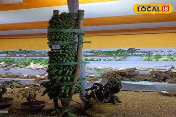 মানুষের থেকে লম্বা কলার কাঁদি, ইয়া বড় বড় বেগুন, লাউ, মুলো! দেখার জন্য হামলে পড়ছে মানুষ