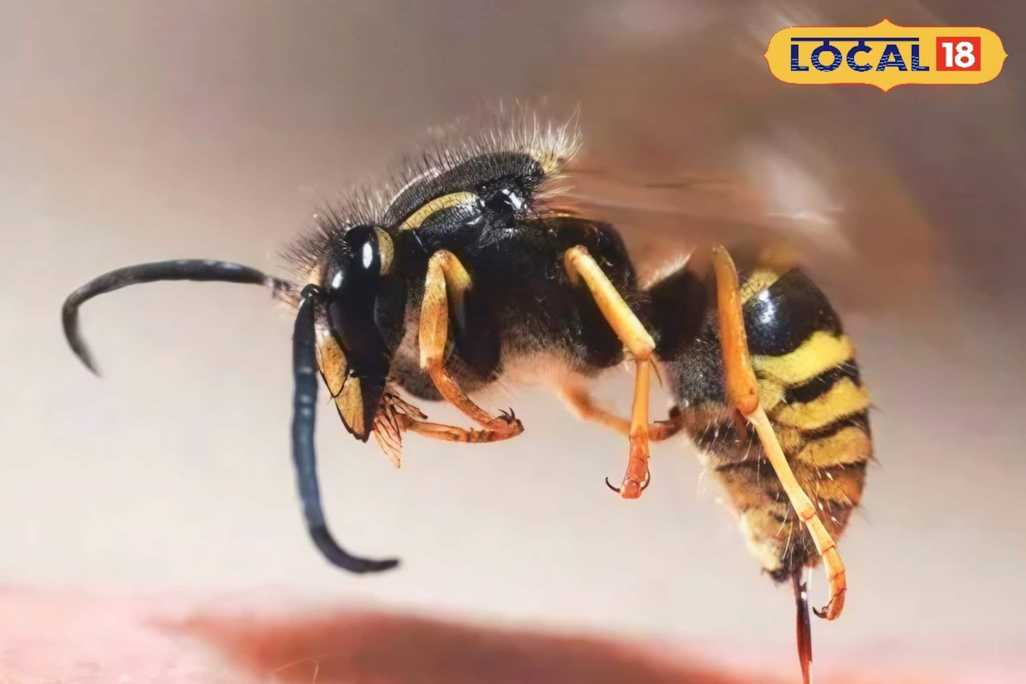 হুল ফোটানোর যন্ত্রণায় ছটফট করছেন? ঘরোয়া এই ৩টি উপায়ে নিমিষেই কমবে জ্বালা ও ফোলা