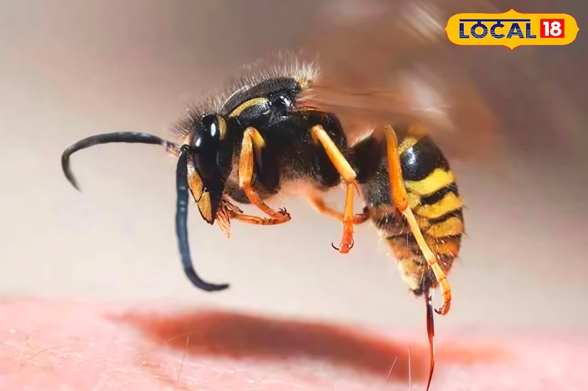 মৌমাছি বা বোলতার হুলের ভয়ে অনেকেই আতঙ্কিত থাকেন। সাধারণত এদের হুল প্রাণঘাতী না হলেও হুল ফোটানোর পর তীব্র ব্যথা, জ্বালা, লালচে ফোলা এবং অস্বস্তি তৈরি হয়। তবে কিছু সহজ ঘরোয়া উপায় মেনে চললে দ্রুতই এই অস্বস্তি অনেকটাই কমানো সম্ভব।