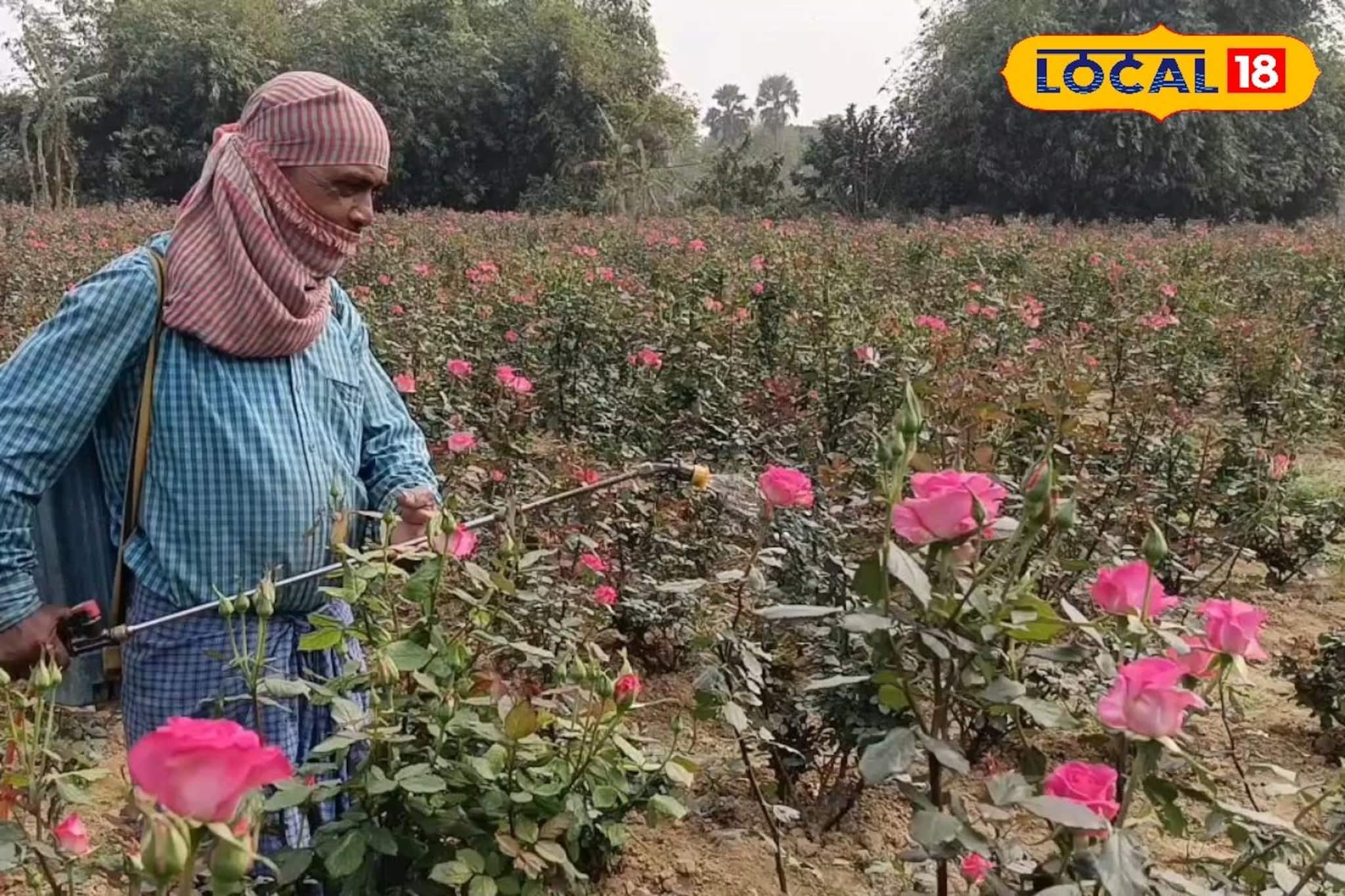 ভ্যালেন্টাইন্স ডে-র আগেই চড়া দাম! এক পিস তাজা লাল গোলাপ কত দামে বিক্রি হচ্ছে? জানুন