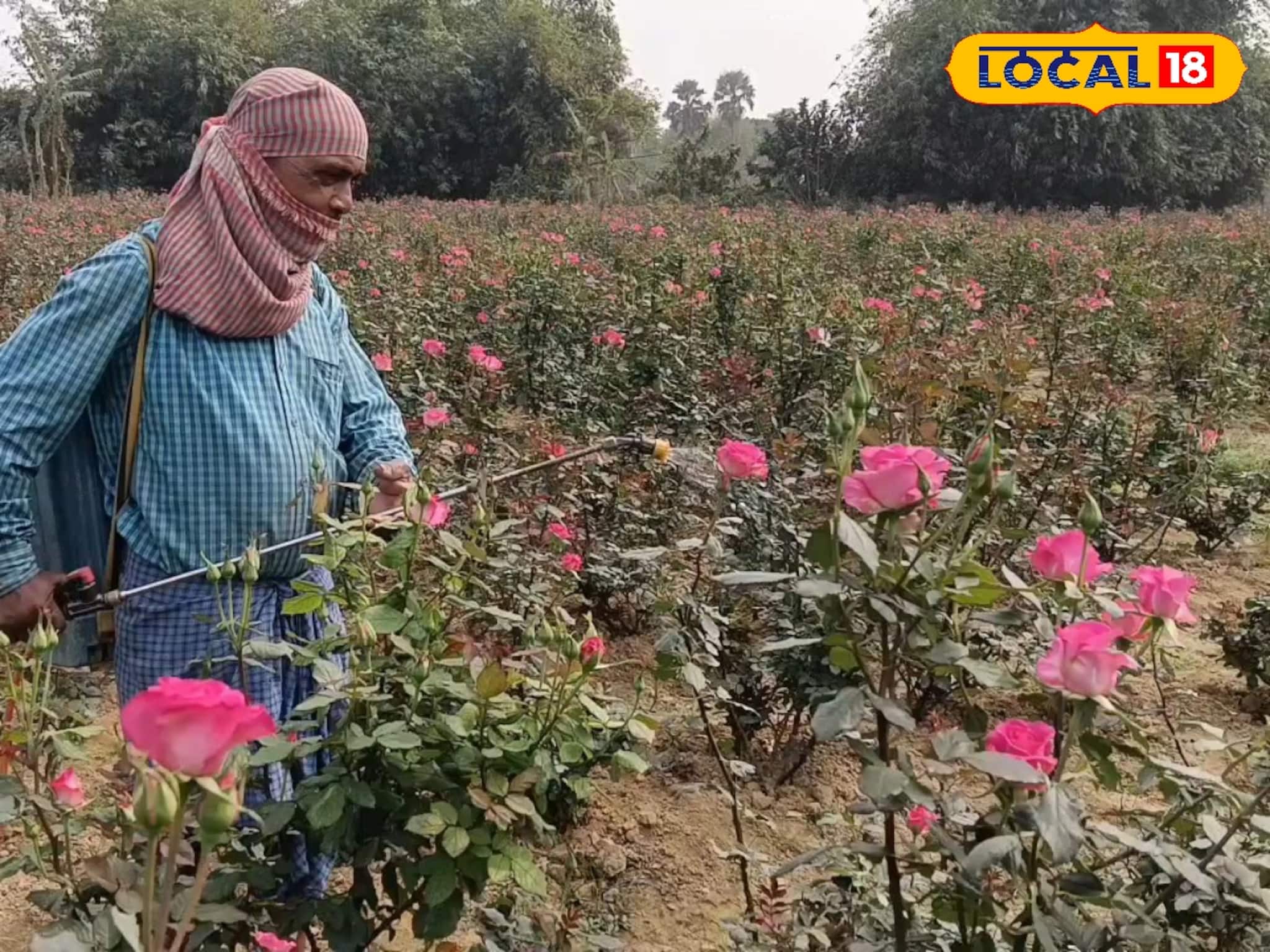 ভ্যালেন্টাইন্স ডে-র আগেই চড়া দাম! এক পিস তাজা লাল গোলাপ কত দামে বিক্রি হচ্ছে? জানুন