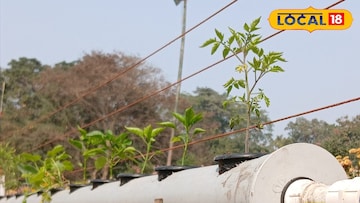 হাইড্রোপনিক