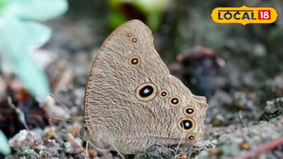 প্রজাপতি 