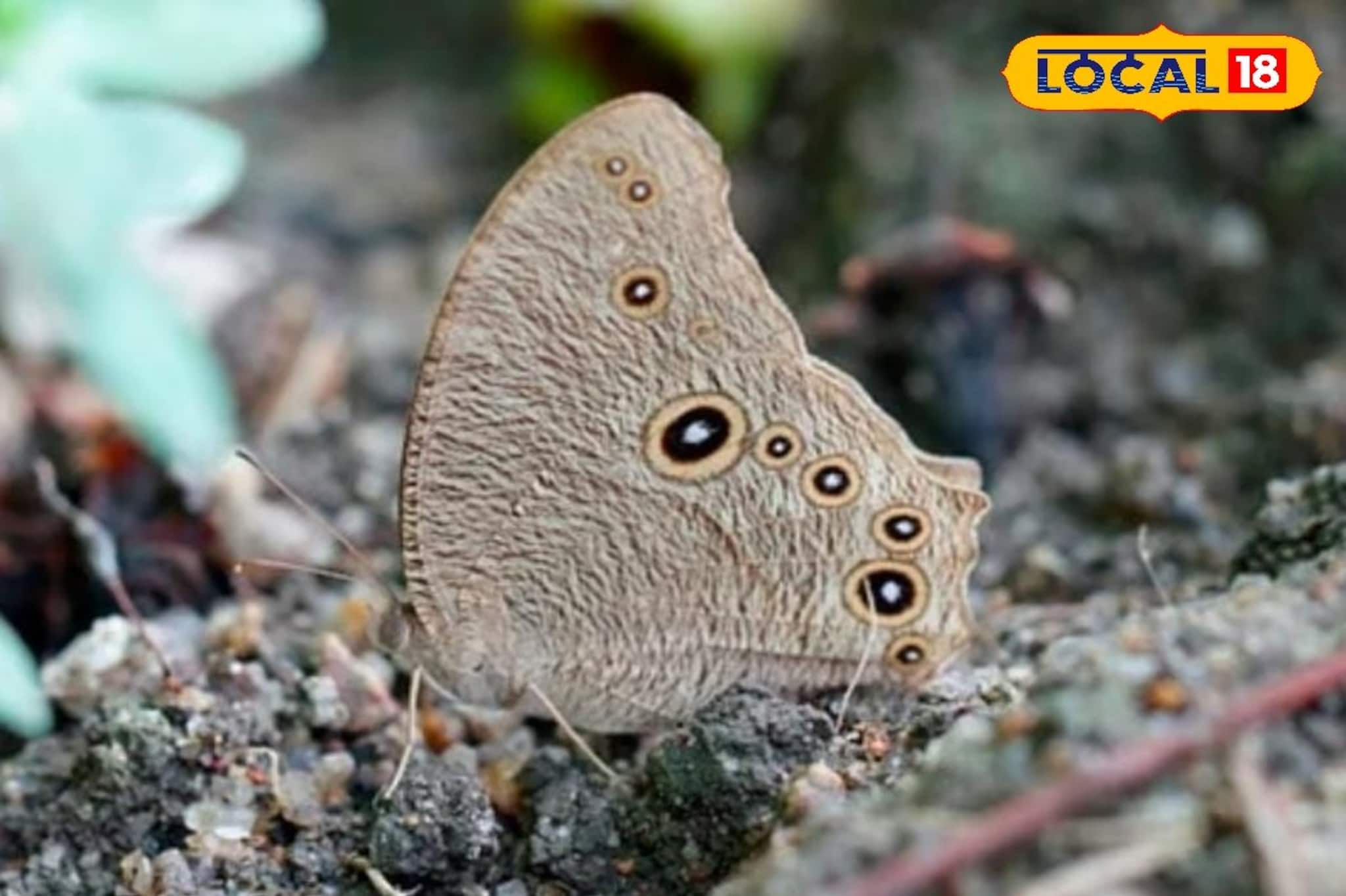 বাড়িতে প্রজাপতি এলে কি সত্যিই বিয়ের যোগ আসে? জানুন আসল সত্য