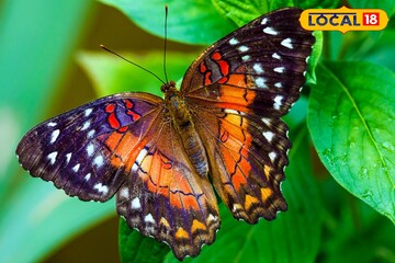 বাড়িতে প্রজাপতি এলে কি সত্যিই বিয়ের যোগ আসে? জানুন আসল সত্য