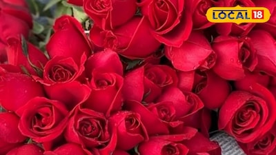 গোলাপ ফুল