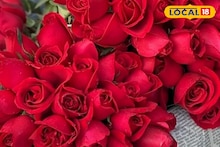 Rose Gardening Tips: সারাবছরই হবে 'রোজ ডে'! বাড়ির বাগানে ফুটবে বিরাট সাইজের গোলাপ, কীভাবে ফুলে ভরবে গাছ? জানুন ট্রিক