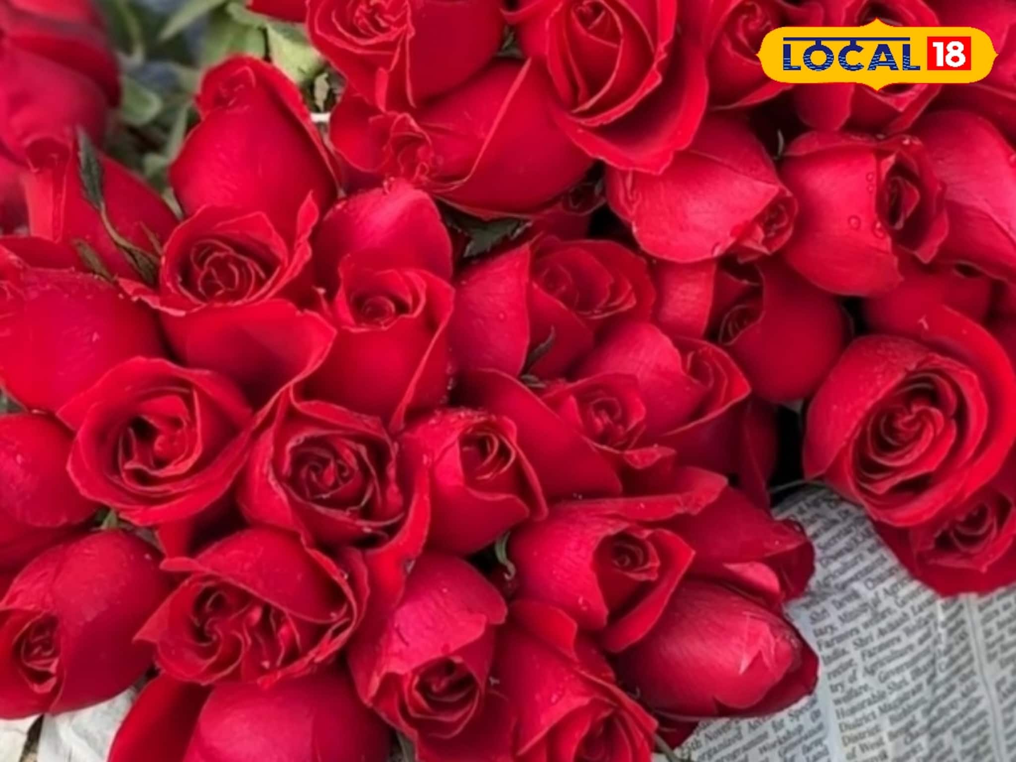 Rose Gardening Tips: সারাবছরই হবে 'রোজ ডে'! বাড়ির বাগানে ফুটবে বিরাট সাইজের গোলাপ, কীভাবে ফুলে ভরবে গাছ? জানুন ট্রিক