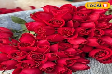 সারাবছরই হবে 'রোজ ডে'! বাড়ির বাগানে ফুটবে বিরাট সাইজের গোলাপ, কীভাবে ফুলে ভরবে গাছ? জানুন