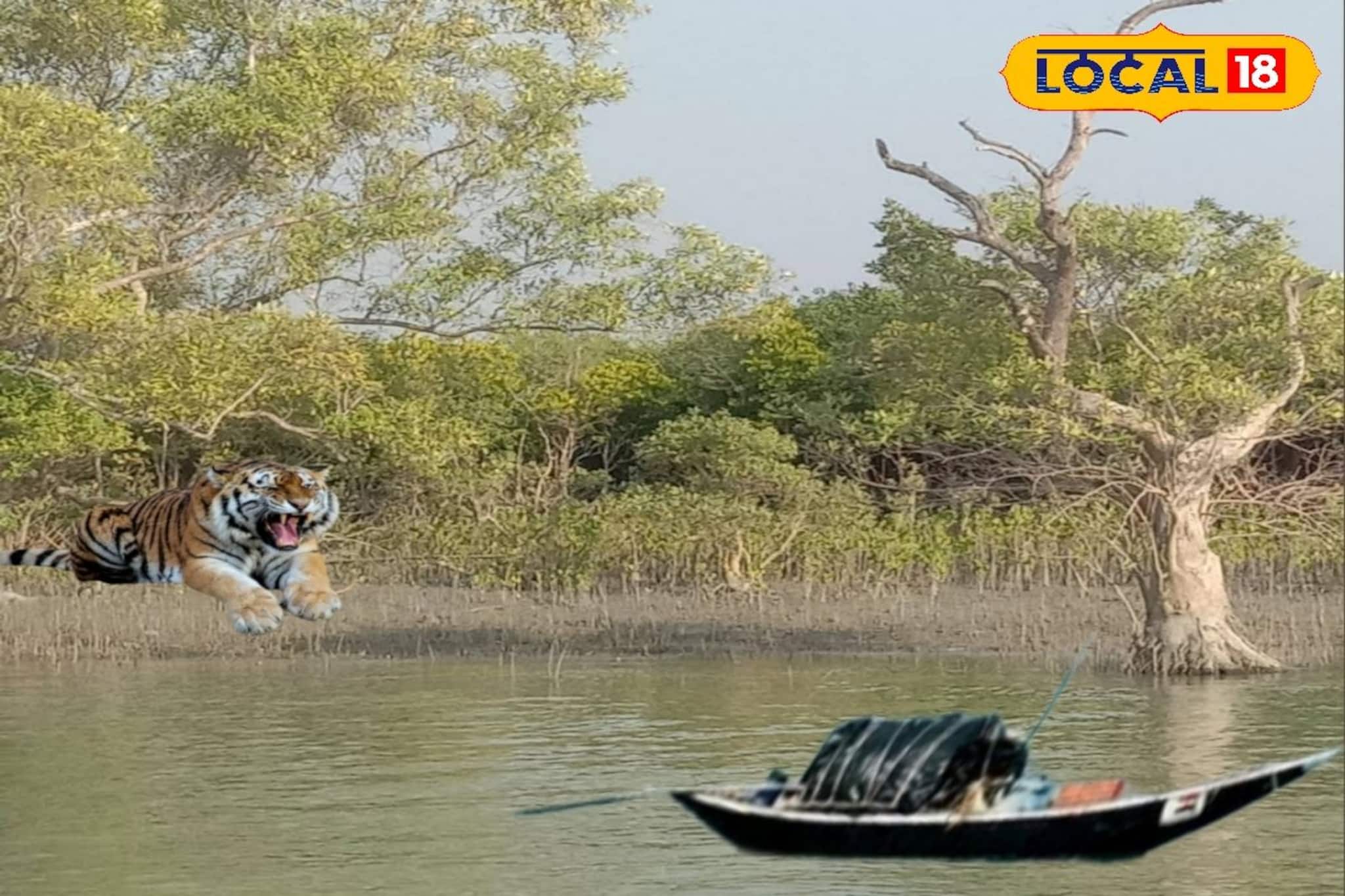 স্ত্রীর চোখের সামনে থেকে স্বামীকে মুখে তুলে নিয়ে গেল বাঘ! শিউরে ওঠা কাণ্ড সুন্দরবনে