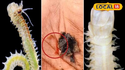 জেডএসআই-এর দেওয়া ছবি