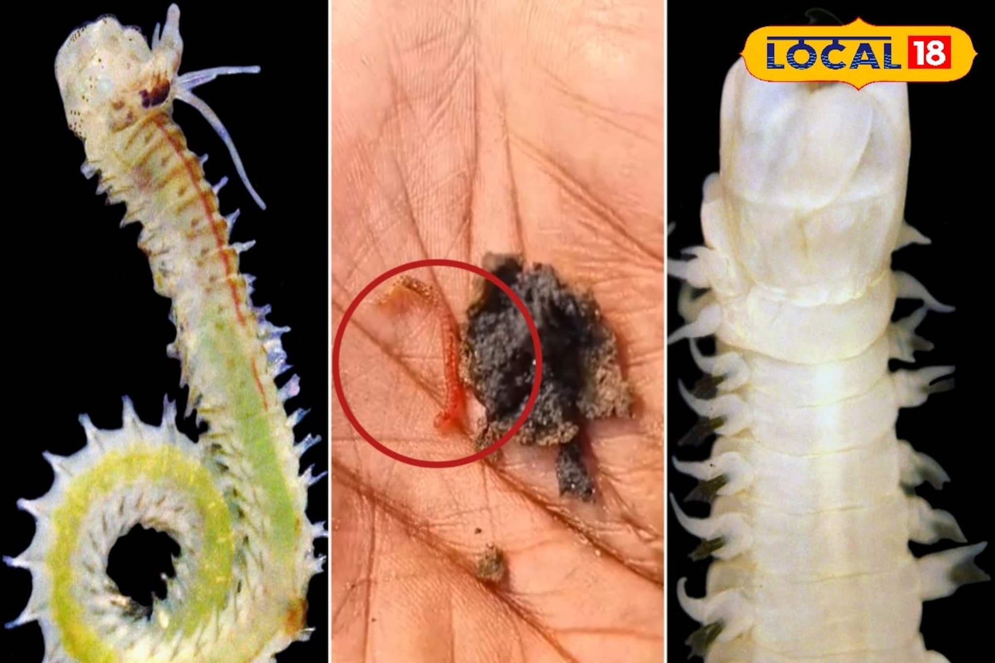 দিঘা উপকূলে চাঞ্চল্য! খোঁজ মিলল বিরল প্রজাতির দুই সামুদ্রিক কীটের